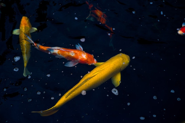 Golden koi swimming with white-orange koi fish in black water.