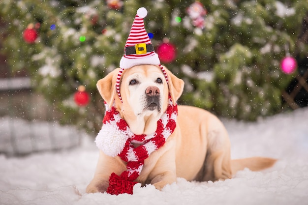 Photo a golden labrador in a scarf sits near a decorated christmas tree and sleigh during a snowfall in winter in the courtyard of a residential building.