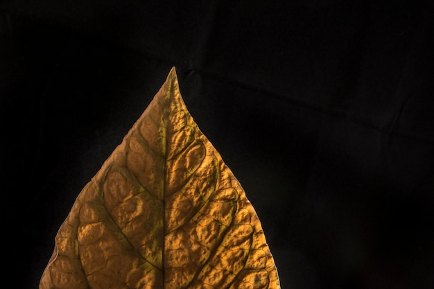 Photo golden leaf on black background