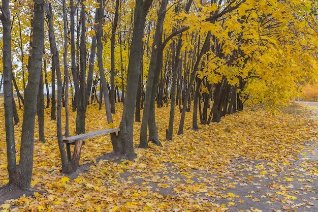 Golden leaves on branch autumn wood