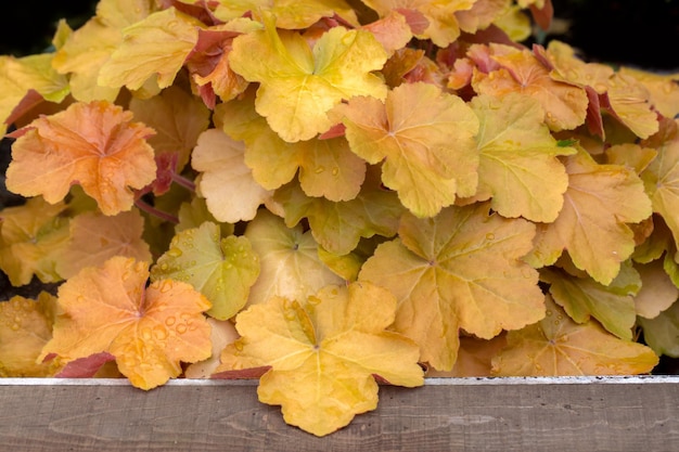 Golden leaves of Heuchera in the summer garden Perennials landscaping gardening