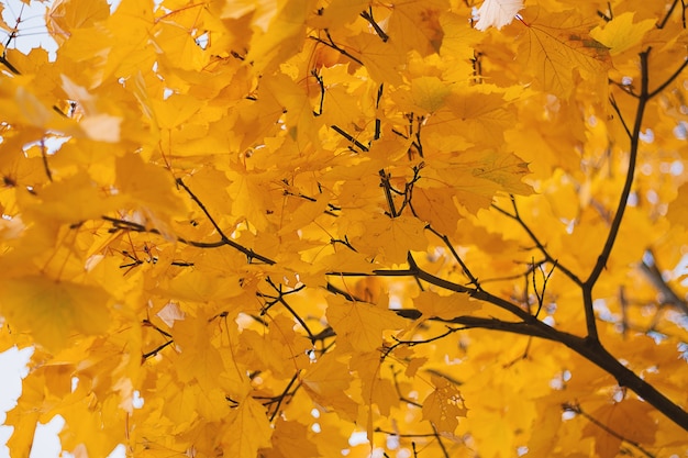 Golden leaves in sunset background.