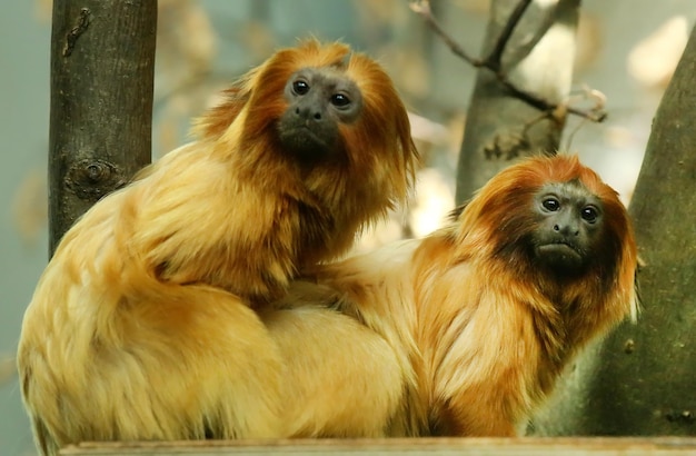 Golden lion tamarin one of the smallest rare monkey native to Brazil