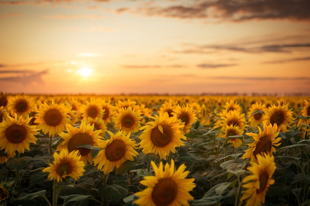 Golden majestic evening over the big sunflower field after the rain