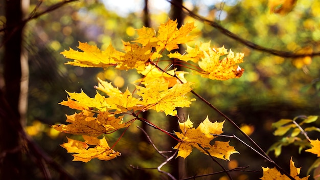 Golden maple leaves in the autumn forest in bright sunlight