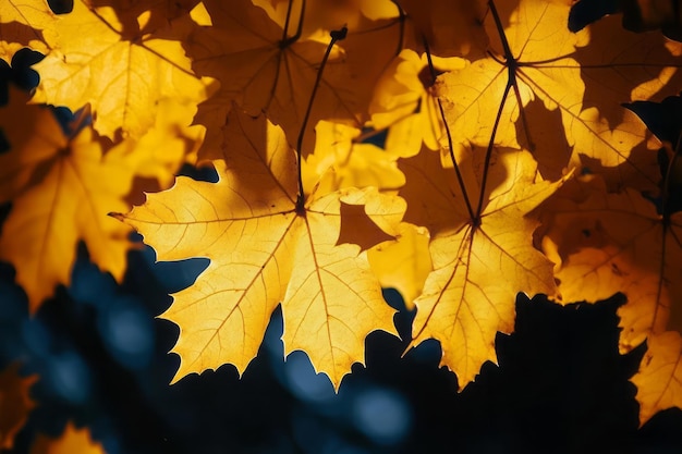 Golden maple leaves illuminated by the sun on an autumn day