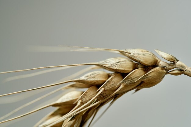 Photo golden mature wheat closeup detail texture natural background autumn yield landscape