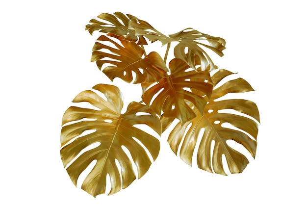 golden Monstera leaves of tropical plants bush  floral arrangement indoors garden nature backdrop