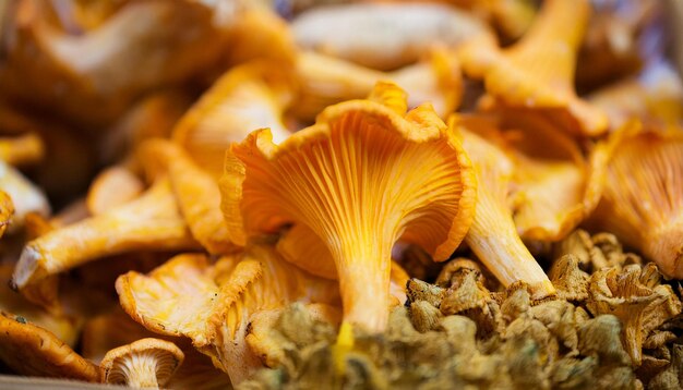 Photo golden mushroom cantharellus cibarius closeup