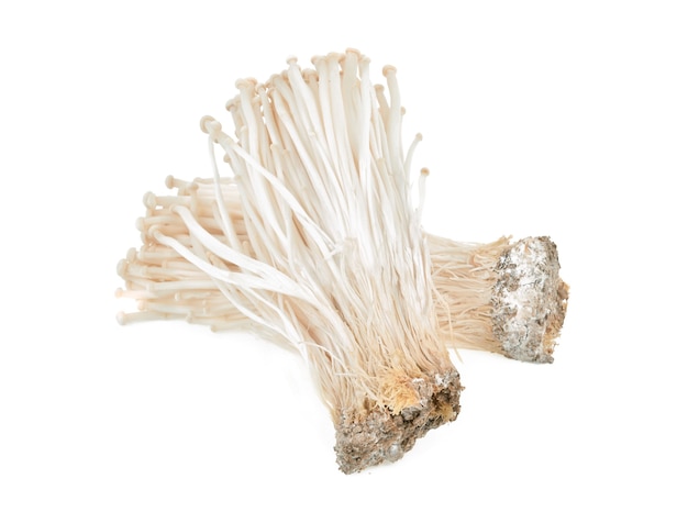 Golden needle mushroom or Enoki mushroom isolate