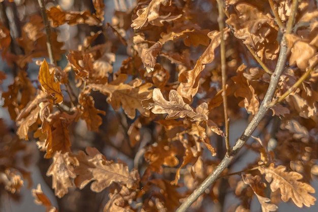 Golden oak. Yellow oak leaves. Sunny day. Autumn nature. Rustling of dry leaves.