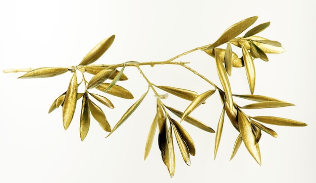 Golden olive branch isolated on white background macro close up. Gold olive leaves