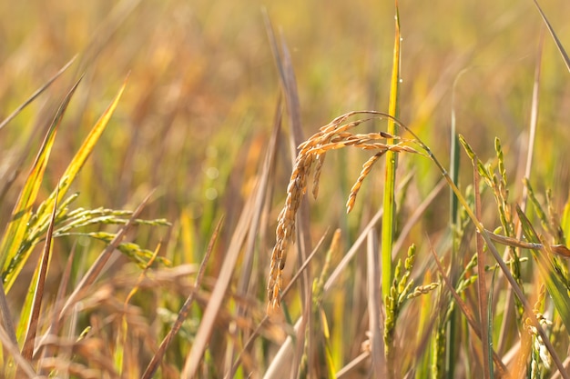 Golden Organic Paddy rice ready for harvest in field