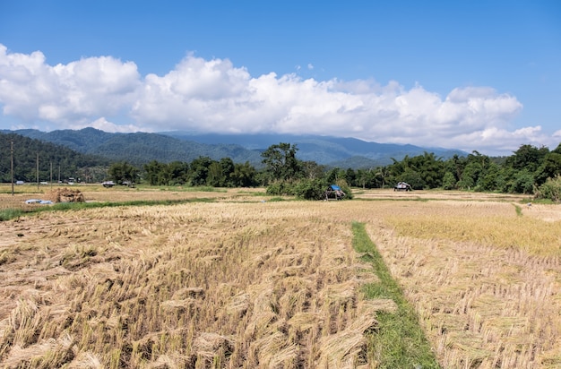 Golden paddy field in the harvest time.