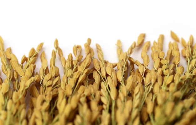 Golden paddy seeds over white background