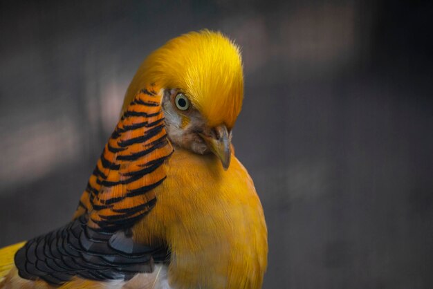 Photo golden pheasant bird bright with feathers close up