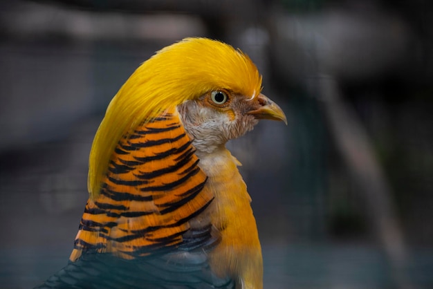 golden pheasant bird bright with feathers close up