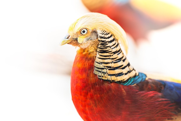 Golden pheasant