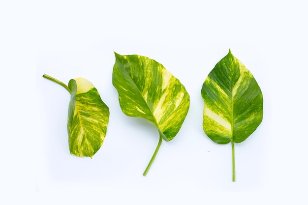 Golden pothos or devil's ivy leaves on white background