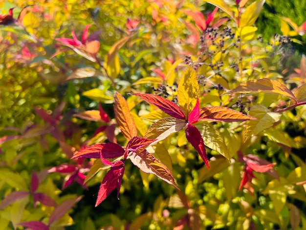 Golden princess Japanese spiraea Goldflame Firelight Green pink and orange leaves texture Selective focus