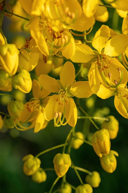 Golden Rain Tree Yellow Flowers of the species Cassia fistula with selective focus