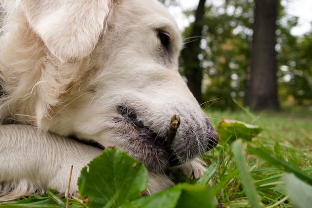 Golden retriever chewing a stick