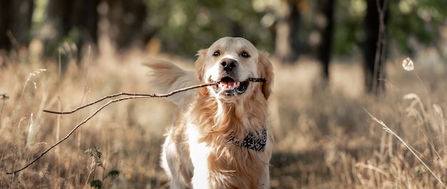 Golden retriever dog in autumn park