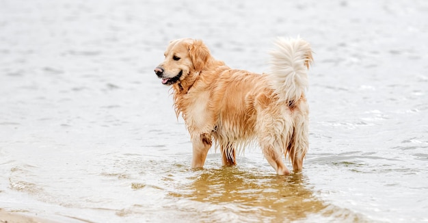 Golden retriever dog on the beach