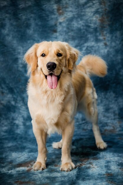 Photo golden retriever dog breed