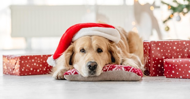 Golden retriever dog in Christmas time