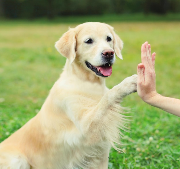 Golden Retriever dog giving paw to hand high five owner woman on the grass training in park