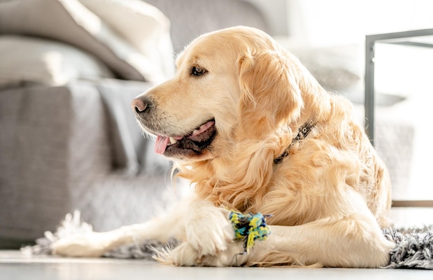 Golden retriever dog at home