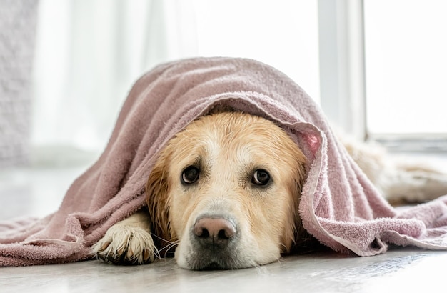 Golden retriever dog at home