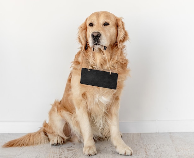 Golden retriever dog at home