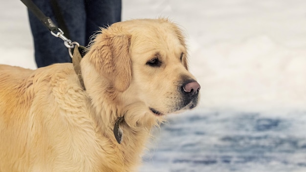 Golden retriever dog on a leash in the park during a walk in winter dog portrait