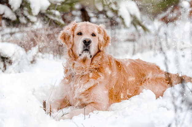 Golden retriever dog lying in snow in winter time and looking at camera. Cute purebred doggy pet walking in forest in cold weather