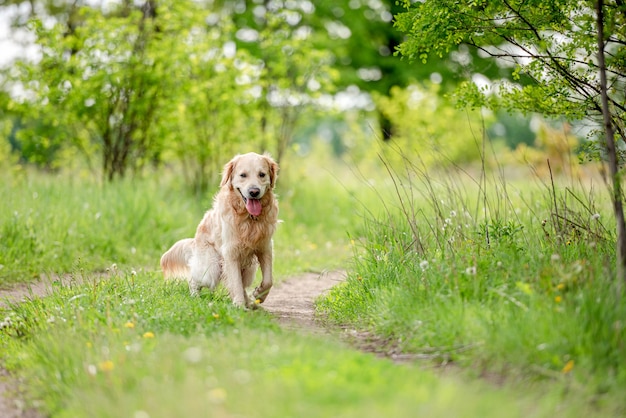 Golden retriever dog outdoors in summer