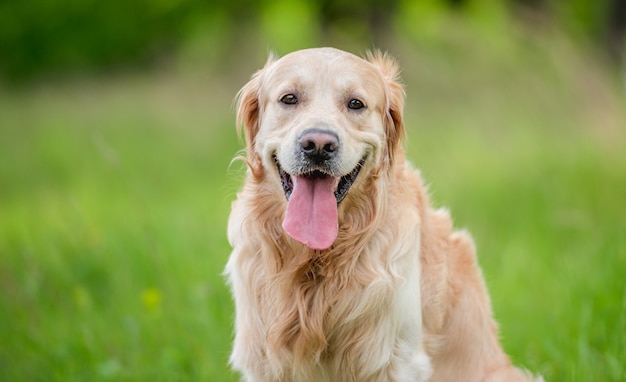 Golden retriever dog outdoors in summer