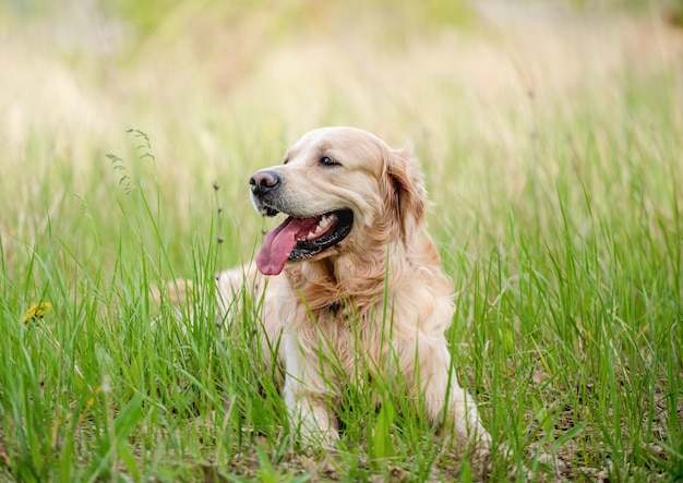 Golden retriever dog outdoors in summer