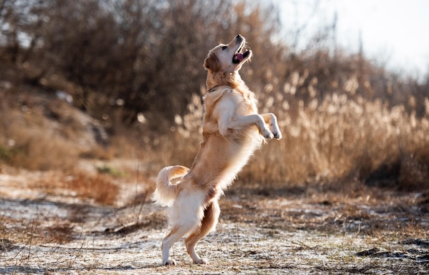 Golden retriever dog outdoors