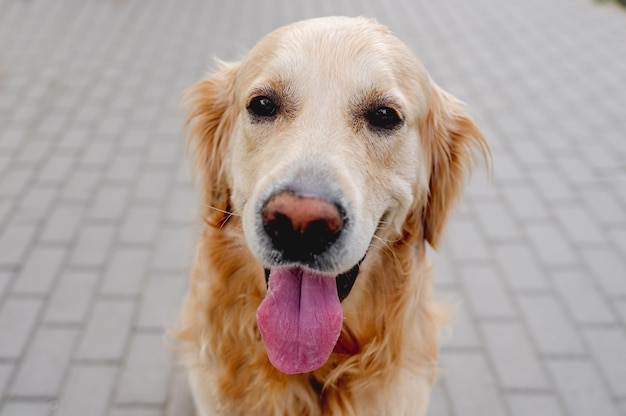 Golden retriever dog outdoors