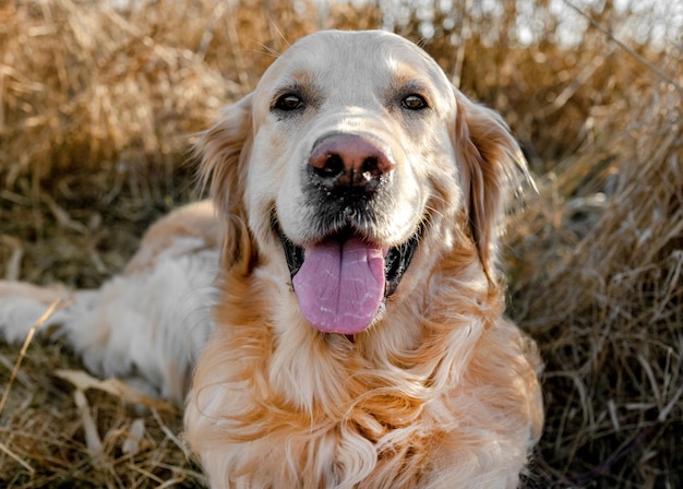 Golden retriever dog outdoors