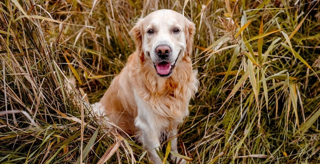 Golden retriever dog outdoors