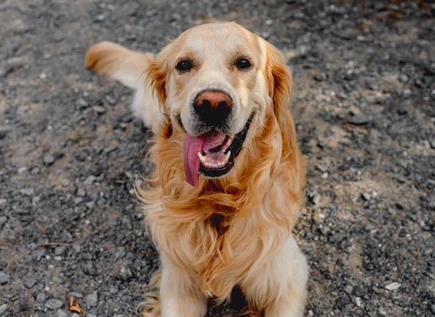 Golden retriever dog outdoors