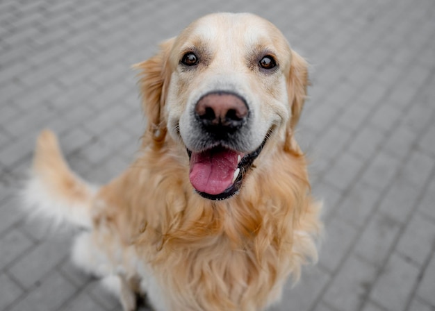 Golden retriever dog outdoors