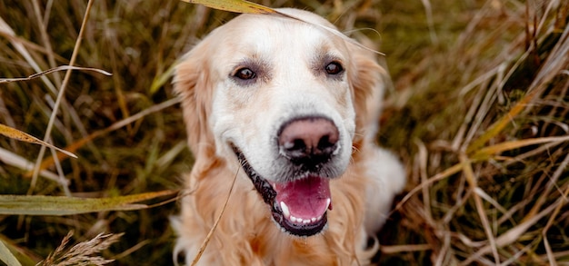 Golden retriever dog outdoors