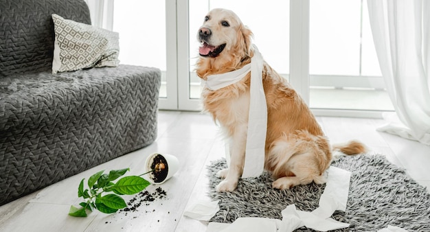 Golden retriever dog playing with toilet paper