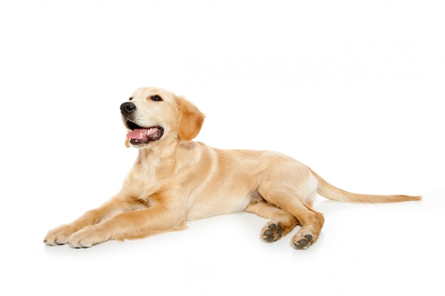 Golden retriever dog puppy isolated