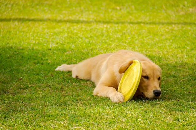 Golden retriever dog rests and plays on a square lawn