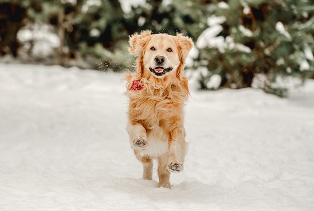 Golden retriever dog running in winter time in snow Adorable purebred doggy pet labrador in cold weather outdoors in forest